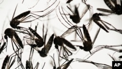 FILE - Aedes aegypti mosquitoes associated with the Zika virus are seen in a petri dish at the Fiocruz Institute in Recife, Pernambuco state, Brazil, Jan. 27, 2016.