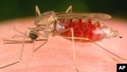 Malaria is transmitted among humans by female Anopheles mosquitoes like this one. 