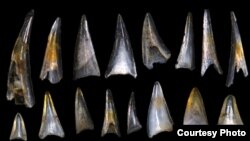 Fish teeth and shark scales from sediment in the South Pacific Ocean dating around the mass extinction event 66 million years ago, photographed under a high powered microscope. (Credit: E. Sibert on Hull lab imaging system, Yale University)
