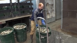 Recycling Oyster Shells Improves Water Quality, Oyster Population