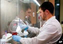 Research scientist Kevin Potts works on ovarian cancer cells being grown on a plastic plate at UW Medicine's Cancer Vaccine Institute Thursday, May 25, 2023, in Seattle. (AP/Lindsey Wasson)
