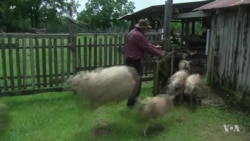 Rare Horse Breed Revived for Choctaw Nation