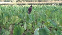 کروندګر: د کوکنارو پر ځای بدیل کښتونه هم ګټه لري
