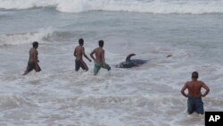 Sri Lankans attempt to push a beached whale back to deep waters in the Indian Ocean in Panadura, on outskirts of Colombo, Sri Lanka, Nov. 3, 2020.