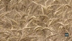 Чому американські фермери у розпачі. Відео