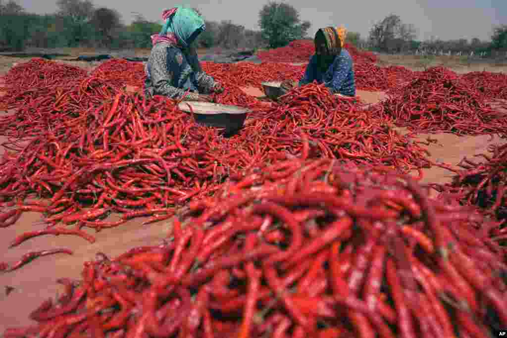 جمع آوری حاصلات مرچ در روستایی در شهر گندینگر در ایالت گجرات هند
