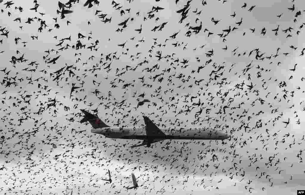 A flock of birds flies as a Delta airlines commuter plane lands at Reagan International Airport in Washington, D.C., Nov. 18, 2015.