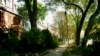 Trees on a residential street in downtown Toronto make the neighborhood a healthier place to live. (© 2007 Torie Gervais/LEAF)