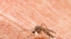 More Effective Diagnostic Test for Malaria Available
