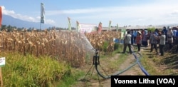 Demonstrasi irigasi menggunakan water gun sprinkler yang dapat menghemat penggunaan air, 15 Agustus 2019. (Foto: VOA/Yoanes Litha).