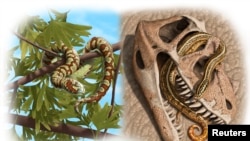 An artist rendering from oldest-known snake fossils shows Paleo reconstructions of three Jurassic to Lower Cretaceous snakes: Portugalophis lignites from Upper Jurassic period in a ginko tree from the coal swamp deposits at Guimarota, Portugal (top left); Diablophis gilmorei from Upper Jurassic period, hiding in a ceratosaur skull from the Morrison Formation in Fruita, Colorado (top right) and Parviraptor estesi from Upper Jurassic/Lower Cretaceous period swimming in a freshwater lake with snails and algae from the Purbeck Limestone, Swanage, England (bottom center).
