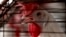 FILE - A chicken is caged on a farm where thousands of birds are produced in Tepatitlan, Mexico, on June 6, 2024. World health experts cautioned on Dec. 17, 2024, that H5N1 avian influenza — bird flu — presents a possible global health threat.