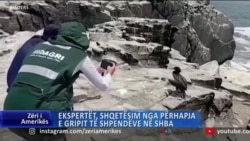 Ekspertët të shqetësuar nga përhapja e gripit të shpendëve në SHBA 