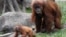 Orangutani u Indoneziji