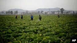 Para petani di lahan pertanian Chilgol, luar kota Pyongyang, Korea Utara, menyemprot tanaman sawi mereka dengan pembasmi hama (24/10).