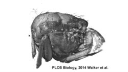 ลักษณะการบินของแมลงแบบ 3 มิติ
