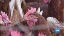 Parranda grippi qanchalar xavfli?