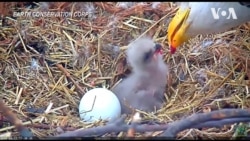 У столиці США в родині білоголових орланів народилося довгоочікуване пташеня. Відео