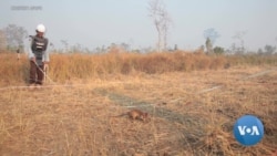 A Graduate's Dream Job: Helping Rats Save Lives