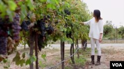 Heigi Wan, who is from China, is a student at the University of California-Davis, which has one of the country's leading wine making programs.