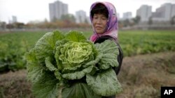 FILE - A farmer carries a fully grown cabbage after plucking it out from the main crop which will be harvested early next month, and used to make Kimchi, at the Chilgol vegetable farm on the outskirts of Pyongyang, North Korea, Oct. 24, 2014. 