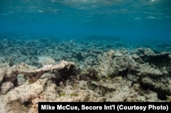 A dead reef in Guam. Marine scientists estimate we’ve already lost at least a quarter of the world’s reefs, with another 30% predicted to die in the next 30 years.