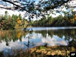 Conservationists believe 2.5 million hectares of protected mountain wilderness in New York have helped boost the moose population.