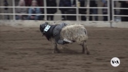 Young rodeo riders compete in mutton bustin’