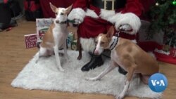 Dogs Pose with Santa for Christmas Photos