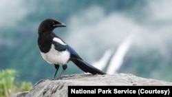 FILE - A magpie in Alaska.