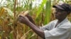 Report: Double African Agriculture R&D