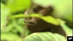 A young man working in a cocoa field in Africa