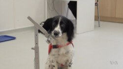 สุนัขรู้ว่าใครติดเชื้อมาลาเรียจากการดมกลิ่นตัว