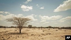 La région de Turkana, au Kenya, offre un exemple des effets de la sécheresse dans la Corne de l'Afrique