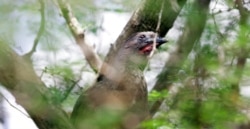 FILE - A chachalaca rests on a tree at the Santa Ana Wildlife Refuge near Alamo, Texas, May 9, 2007.