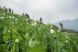 FILE - Community-based anti-narcotic campaigners destroy a poppy cultivation near Lone Zar village in northern Kachin State, Myanmar, Feb. 6, 2016.