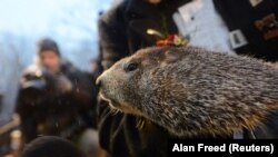 Punxsutawney Phil pada Groundhog Day ke-134 di Gobblers Knob, Punxsutawney, Pennsylvania, AS, 2 Februari 2020.