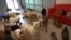 Dogs Go on Vacation to Luxury Pet Resort