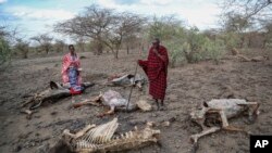 FILE - Saito Ene Ruka, right, who lost 100 cows to drought, and neighbor Kesoi Ole Tingoe walk past carcasses in Ilangeruani, Kenya, on Nov. 9, 2022. A fund to be discussed at the COP28 conference is intended to help developing countries cope with the effects of climate change.