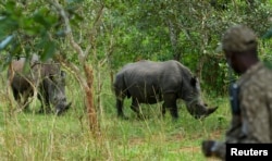 Seorang penjaga hutan berdiri di dekat badak Putih Selatan saat mereka merumput di Ziwa Rhino Sanctuary di distrik Kiryandongo, Uganda 1 Desember 2021. (Foto: Reuters)