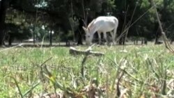 Amerikada qurg'oqchilik, Arkanzas shtati/Arkansas Drought