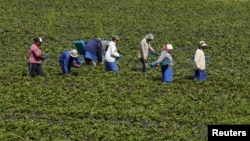 FILE - Workers pick strawberries at a farm near Stellenbosch, South Africa, Nov. 13, 2015.