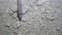 Deep Under Antarctic Ice Sheet, Life!