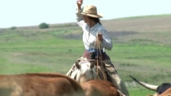 Be a Cowboy on an American Longhorn Ranch