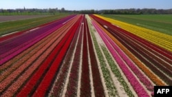 This picture shows an aerial view of a tulip field as the sun shines in Korschenbroich, western Germany, on April 18, 2019. (Photo by INA FASSBENDER / AFP)