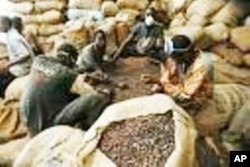 Bags of cocoa for export