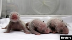 Newborn giant panda triplets, which were born to giant panda Juxiao (not pictured), are seen inside an incubator at the Chimelong Safari Park in Guangzhou, Guangdong province, August 9, 2014.