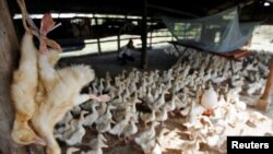 ARCHIVO - La Influenza Aviar es una enfermedad viral contagiosa que afecta tanto a las aves domésticas como silvestres, sin cura ni tratamiento. Con menos frecuencia, también se han aislado virus en especies de mamíferos, así como en seres humanos.
