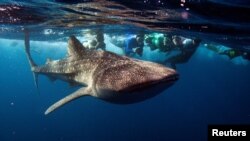 Le requin baleine, le plus gros poisson du monde, sur l'atoll sud d'Ari des Maldives, le 27 août 2012. REUTERS / David Loh / File Photo