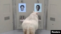 A picture taken from an undated video shows a sheep approaching a photo of Barack Obama during a Cambridge University experiment, in Cambridge, Britain.